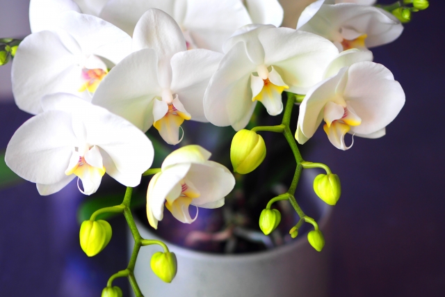 蕾のある白い胡蝶蘭の画像