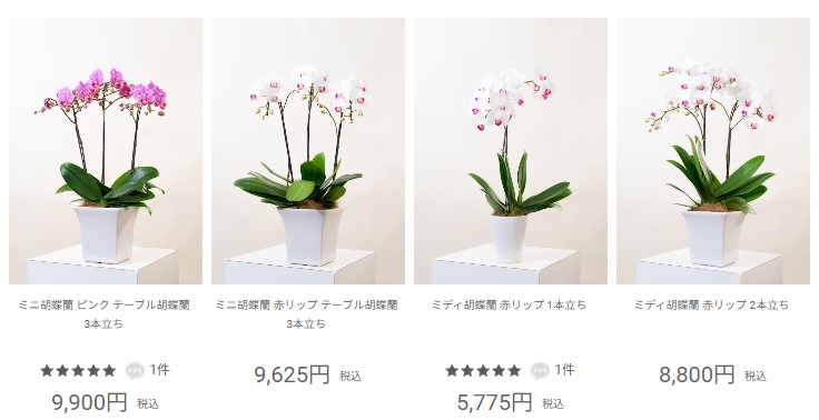5千円～1万円の胡蝶蘭