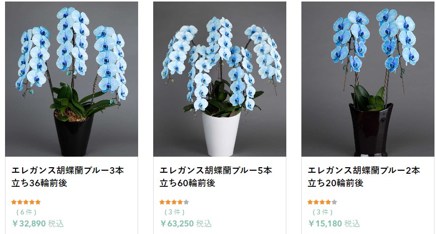 HANAMAROの青い胡蝶蘭