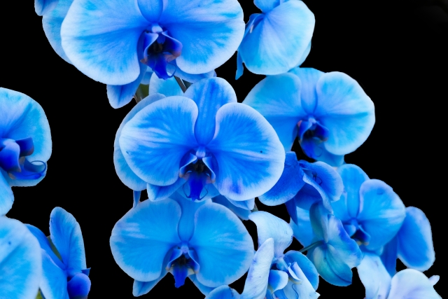 青い胡蝶蘭