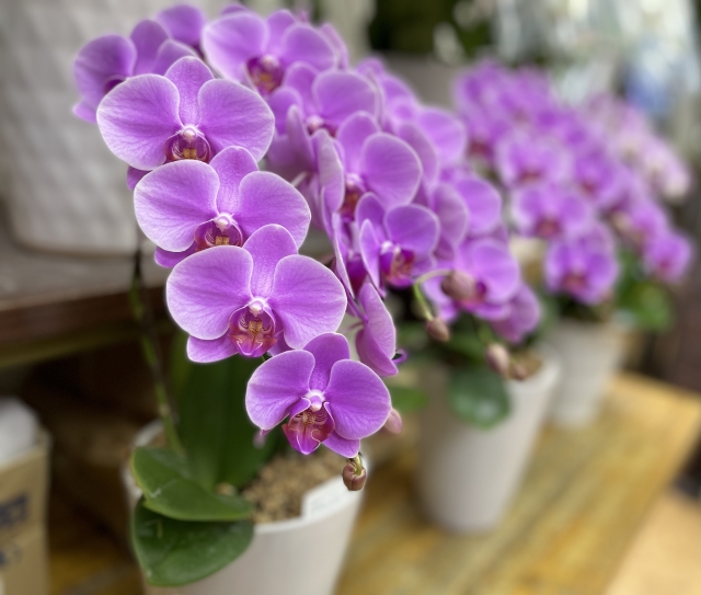 紫色のミディ胡蝶蘭の写真