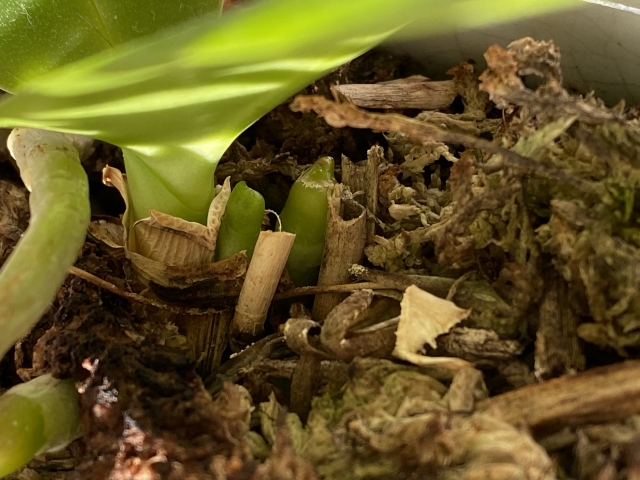 胡蝶蘭の茎